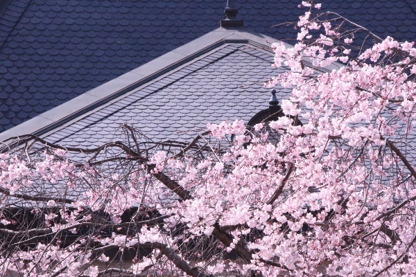 6389-15.3.31祇園しだれ桜　屋根バックにアップ.jpg